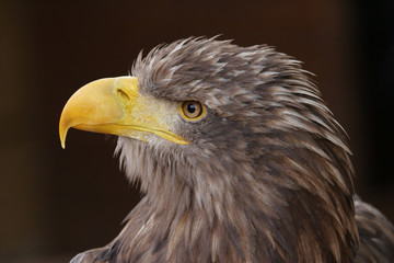 white-tailed eagle