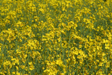sea of canola flowers