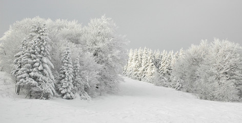 Obraz premium winter