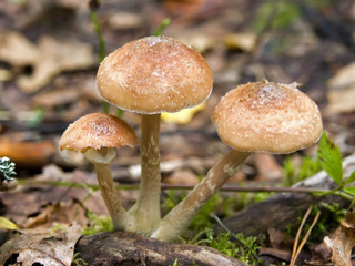 honey fungus