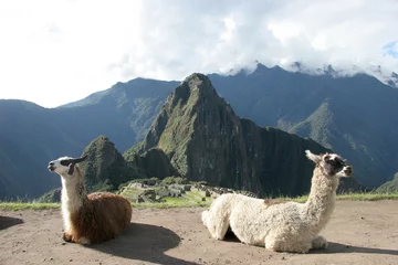 Foto auf Acrylglas Machu Picchu Mount Machu Picchu und Alpakas - Peru