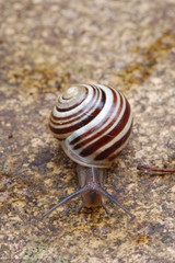 snail