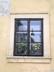 window with flowers