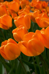 champs de tulipes