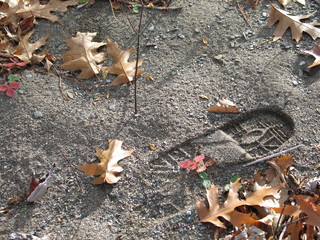 footprint near oaks