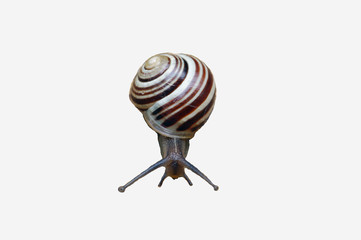 snail
