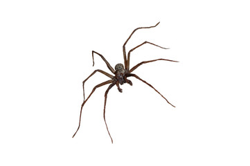 wolf spider