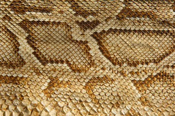 myanmar, mandalay: handicraft, snake skin - 1981282