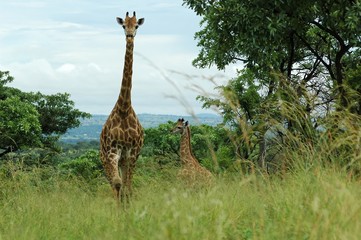 girafe et girafon dans le kruger en afrique du sud