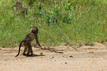 singe dans le park kruger en afrique du sud