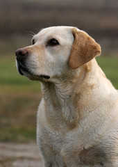 english labrador retriever