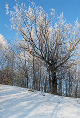 rime tree