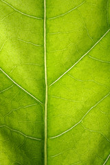 Plakat green leaf macro