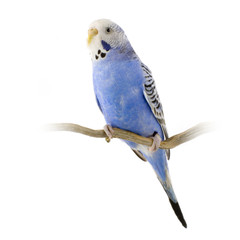 perruche bleue et blanche