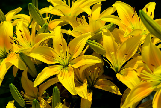 Yellow Lillies