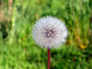 dandelion in seed