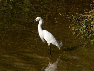 snowy egret
