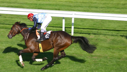 cheval de course - horse race