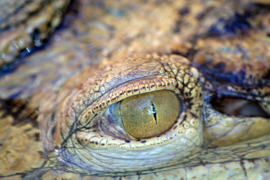 oeil d'alligator