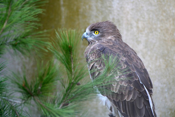 hibou