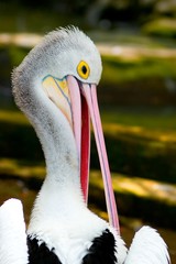 pelican
