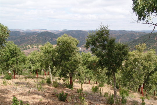 cork trees in portugal