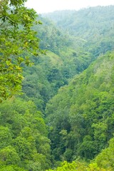 bali forest