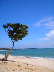 lone tree at beach in desaru, malaysia