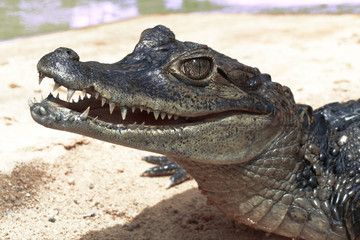 Obraz premium caïmen à lunettes