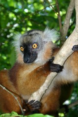 lemurien 3