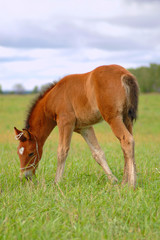 foal on pasture