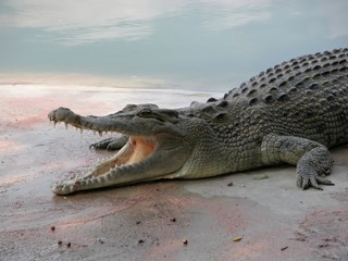 crocodile   06598 