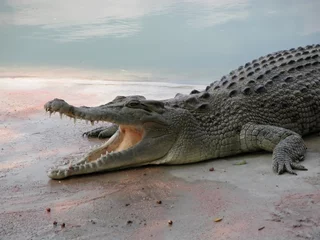 Brushed aluminium prints Crocodile crocodile   06598 