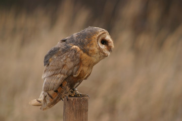 barn owl