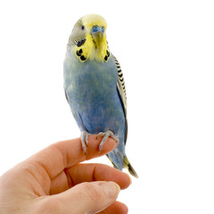perruche jaune, bleue et noir