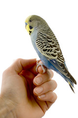 perruche jaune, bleue et noir