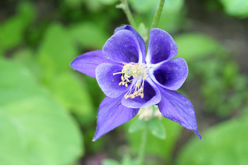 blue flower