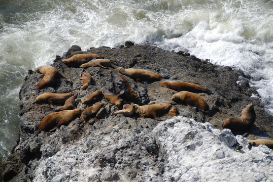 leoni di mare di stellar su roccia