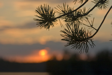 Obraz premium pine branch on a background of a decline
