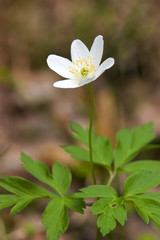 lonely spring flower