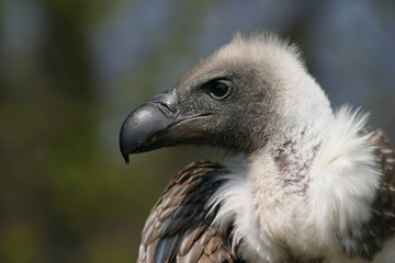 griffon vulture