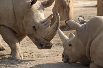 Obraz premium white rhinoceros, square-lipped