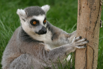 monkey ring-tailed lemur