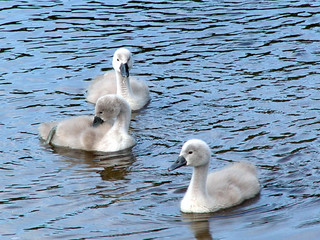 three baby swans
