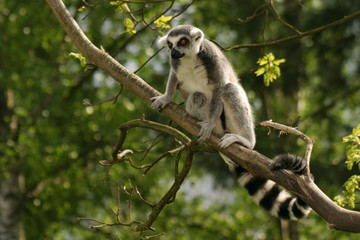 monkey ring-tailed lemur