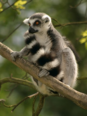 monkey ring-tailed lemur © Petr Mašek