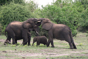Fototapeta na wymiar słonie bojowe