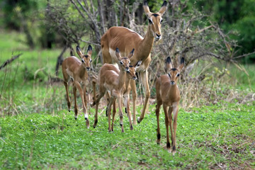 deer antelope