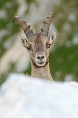 portrait of young male ibex