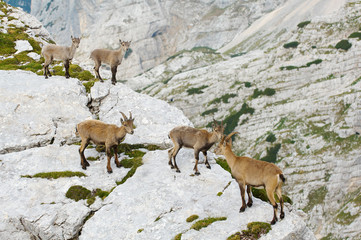 group of wild ibex in julian alps in slovenia